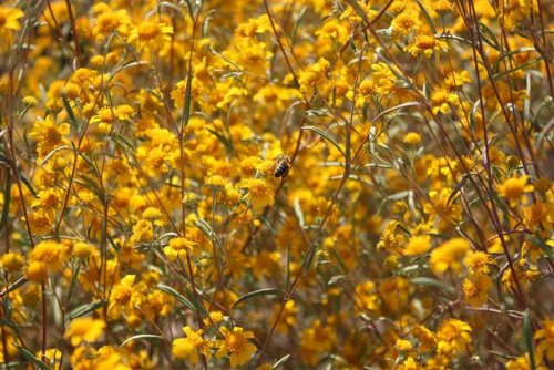 Flowers_and_Bee